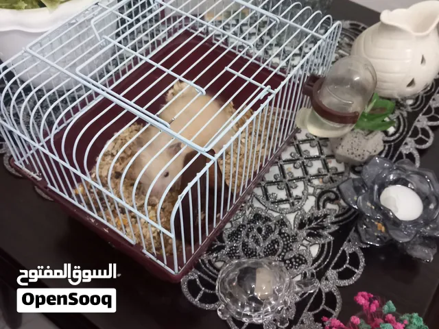 هامستر مع قفص صغير ب 8دنانير
