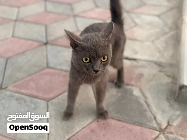 سكوتشد فولد