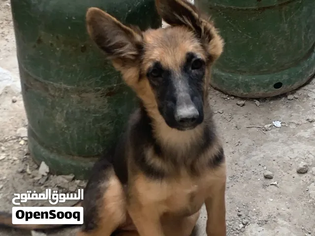 نثيه جيرمن للبيع مكاني بصره
