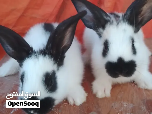 للبيع عنز شاميه عشار 3 تشهر سن جمع انضيف