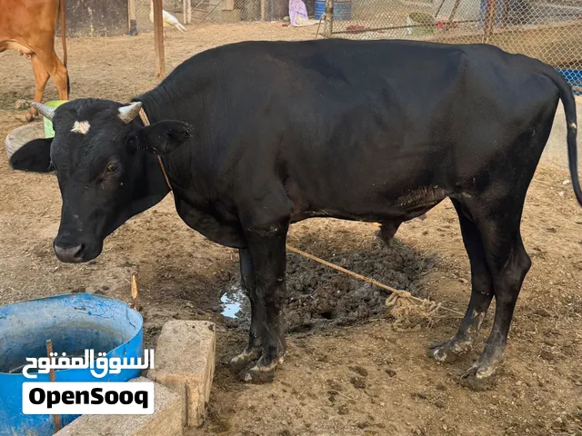 للبيع فقط ثور جيرسي مهجّن