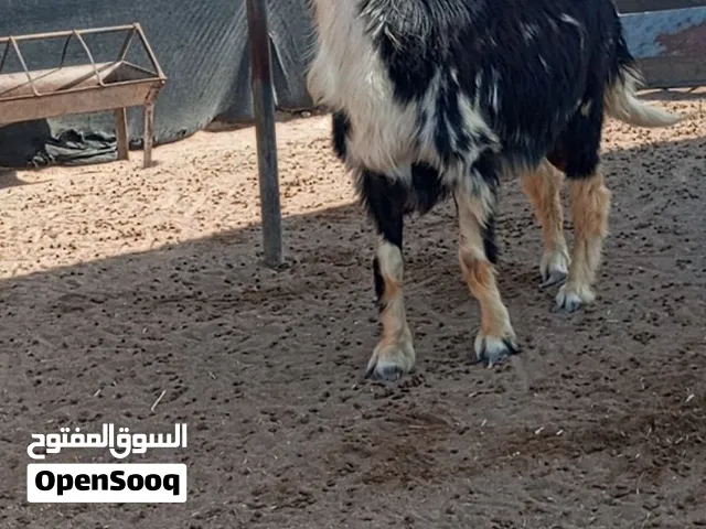 مطلوووووب مطلوب ركززز