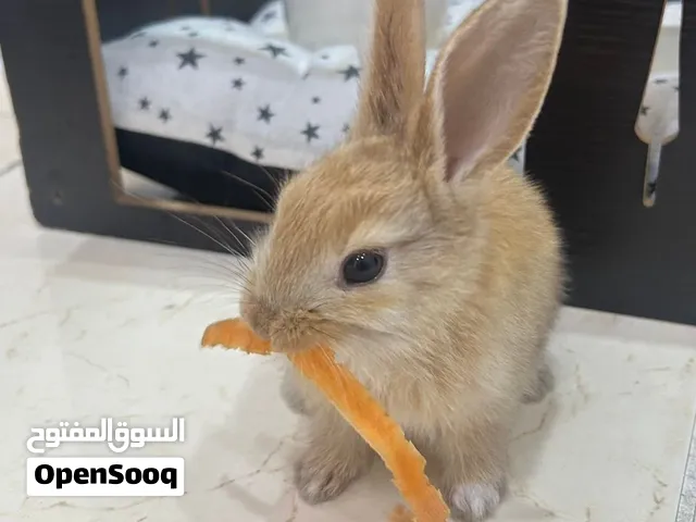 للبيع ارنب نثية لعوبه جداً واليفه معاها اكلها و بيتها