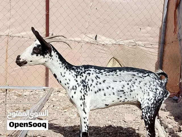 للبيع شاااه صلاليه ضرع واسنان صاحيات السمنه وسط