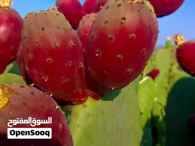صبر هجين احمر وأبيض وعسلي