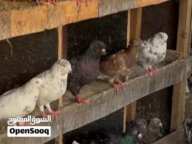 للبيع حمام