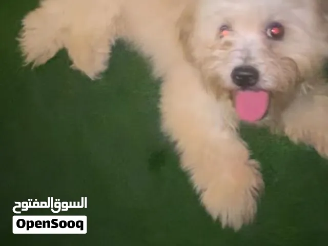 150للبيع قابل للتفاوض