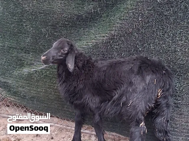 كبش عماني للبيع