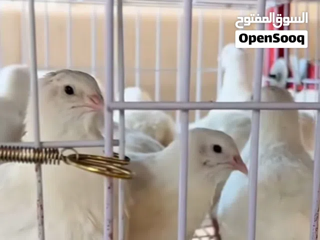 فري سمان تكساس
