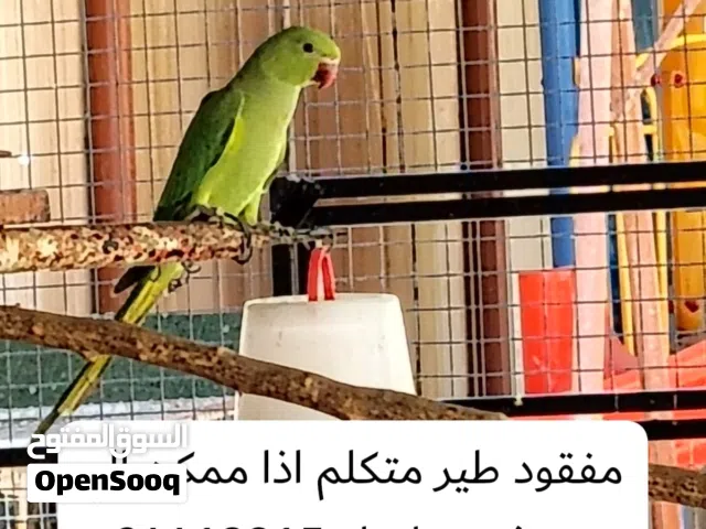 قفص دجاج طوله حوالي ثلاث مواقف سيارات