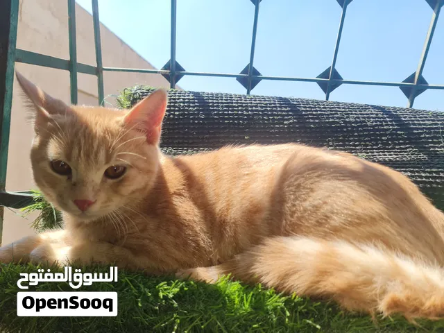 تبني فقط قط ذكر عمرو 4 أشهر هادي ولعوب في بعض الأحيان باكل أكل بيت أو دراي فود ومتعود ع الليتر بوكس