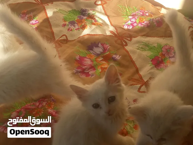 قطط للتبني شيرازي خمسه