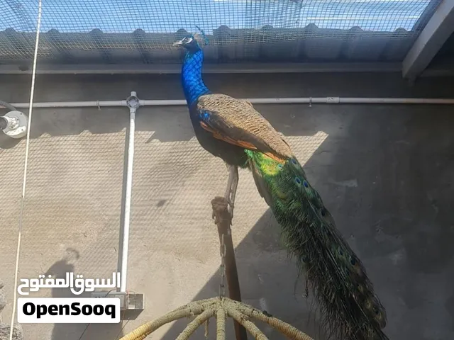طاووس بياض