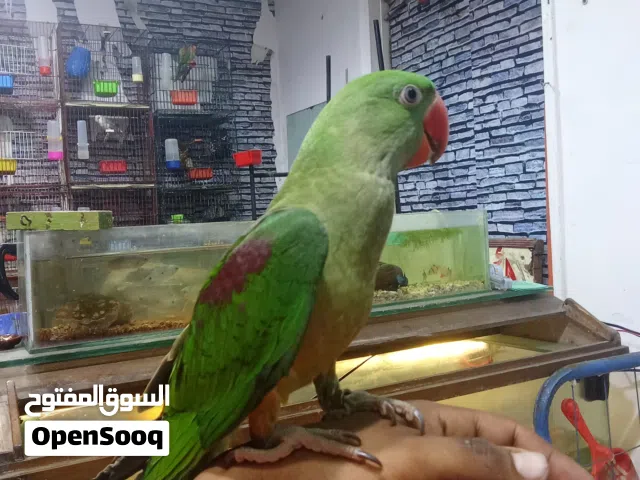 بغبغان دره امريكي  عمر 6 شهور