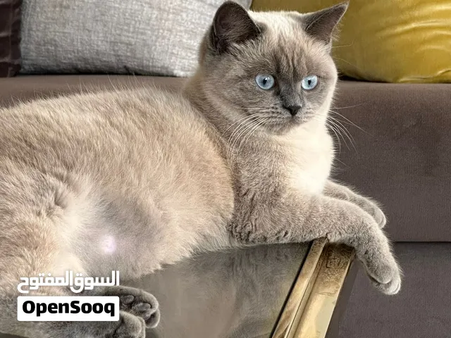 Cat for sale