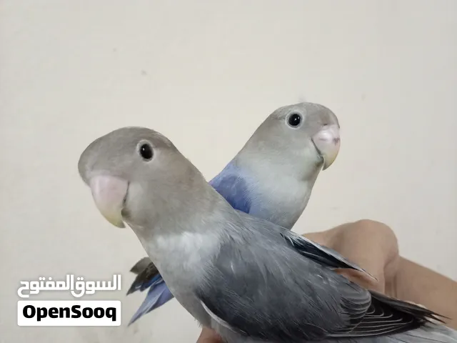 طير روز اليف للبعي في جده