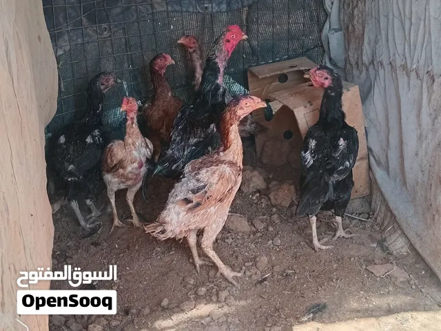 جاج باكستاني 8 حبات 7 جاجات و الديك موجودات صبحي سلط او رجم شامي