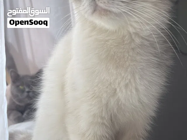 قطه إنقاذ لتبني برسوم