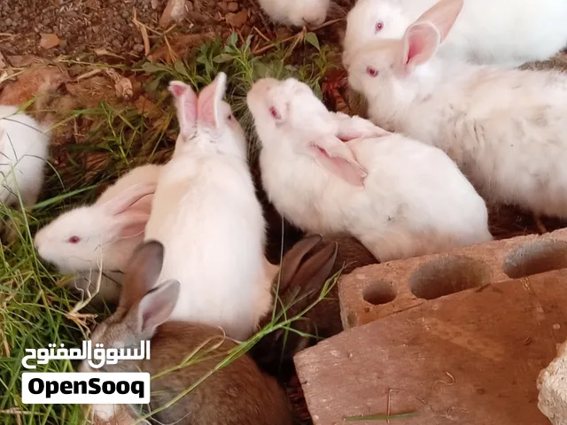 4اناثي وذكرين و5عمر شهرونص مطلوب بلكون 65دينارسعرحرق