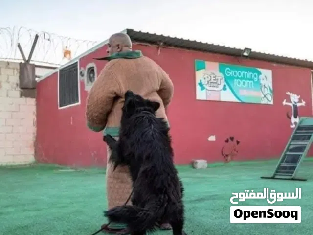 تدريب كلاب ..يجب أن تكون الخطوة الأولى في رحلتك الصيفيه هي تدريب كلبك. وتبدأ من THE PET ZONE CENTE