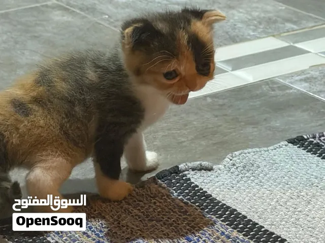 كيتن شيرازي بيكي فيس