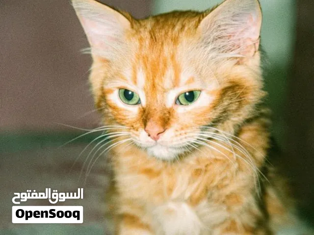 قط للبيع راس الخيمة سعر 700