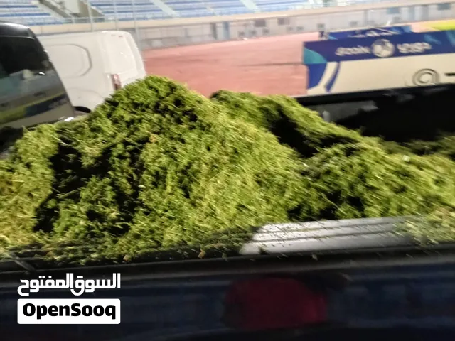 يوجد عشب نظيف