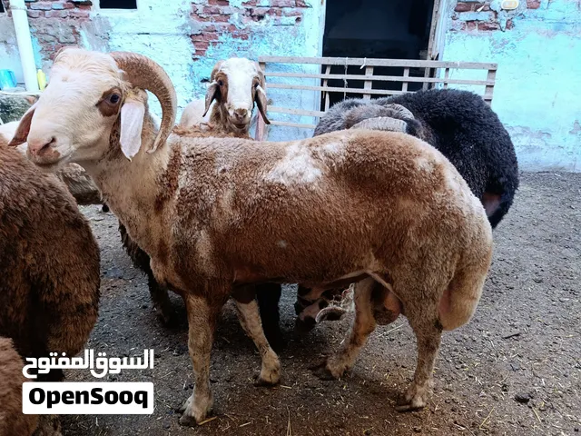 اغنام للبيع
