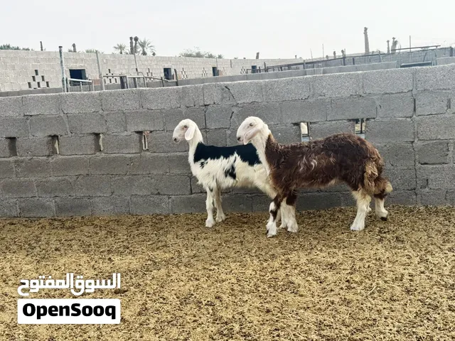 حملات نجديات اصل