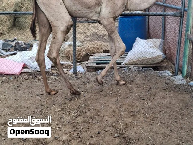 البيع بكره صعبه  الوصف