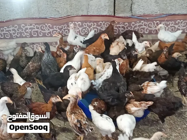 دجاج عماني للبيع