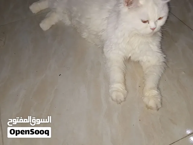 قطة للتبني
