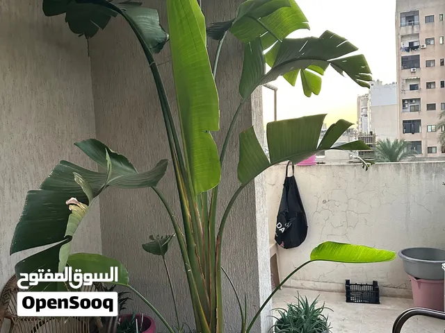Bird of Paradise plant for sale