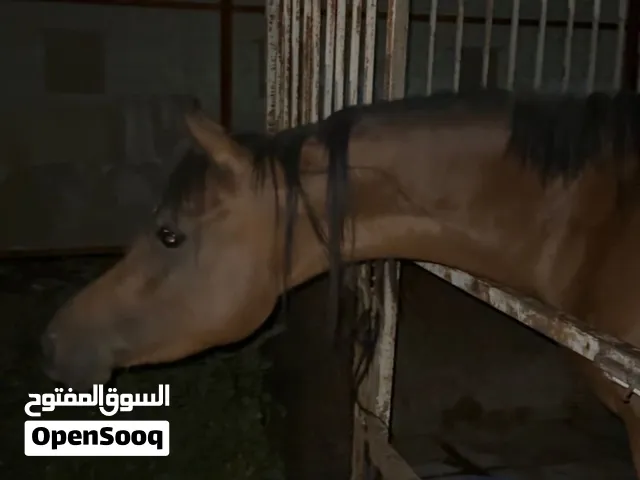 خيل على السوم