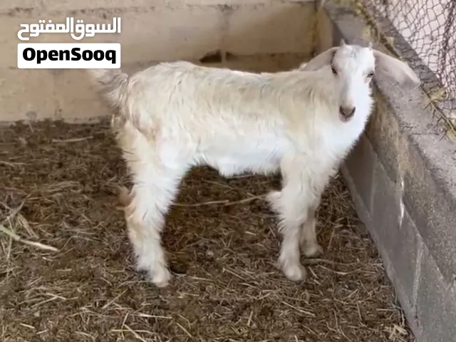 للبيع صخله شق توم فلل سمنه