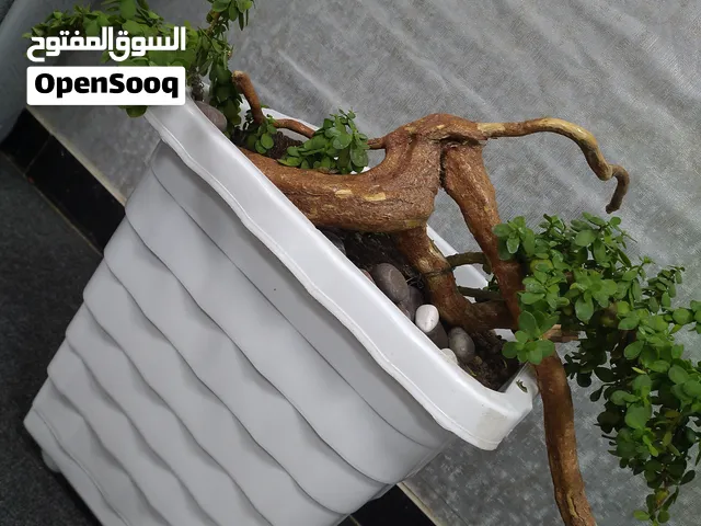 جاد بلانت اشجار مصغره
