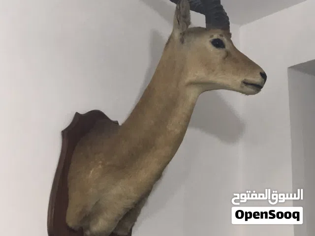 رأس غزالة محنط