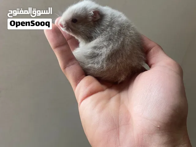 هامسترات عمر شهر ونص جميع الاشكال والالوان باقل سعر بالاردن