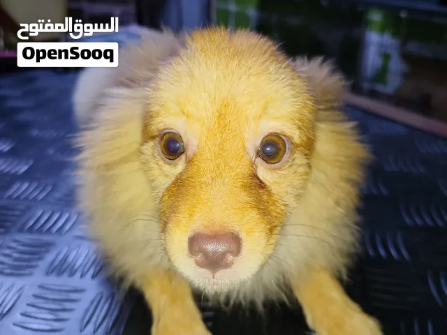 Pet Shop amerat