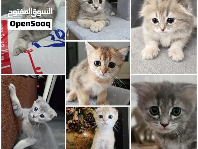 قطط سكوتش