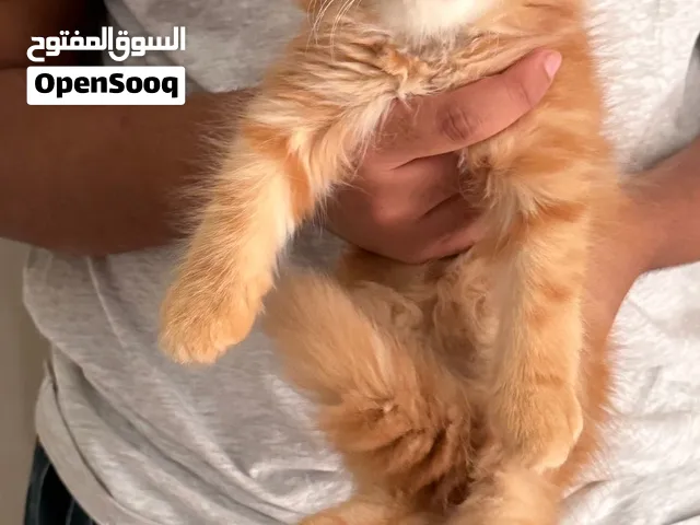 قط مكس شيرازي