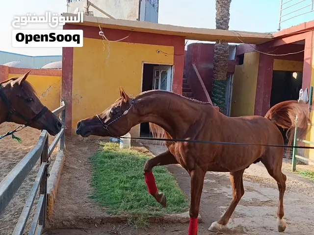 فحل عربي مصري فاخر رأس خرافيه بجميع الأوراق لهواء عروض الجمال والإنتاج بسعر لن يتكرر