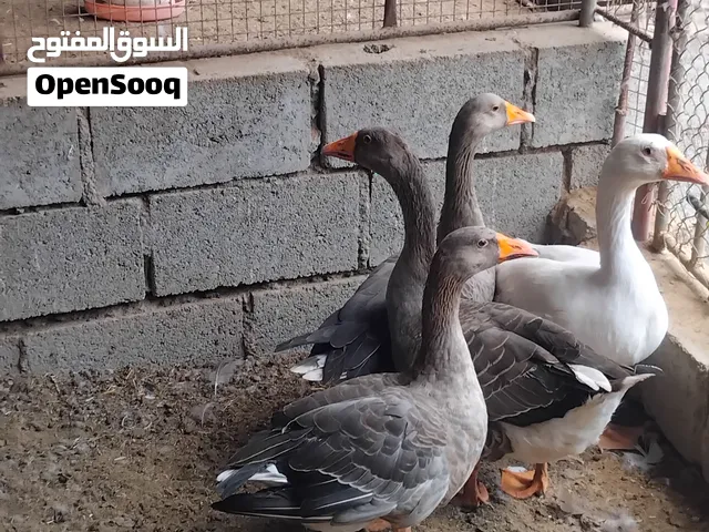 للبيع وز ازواج منتج