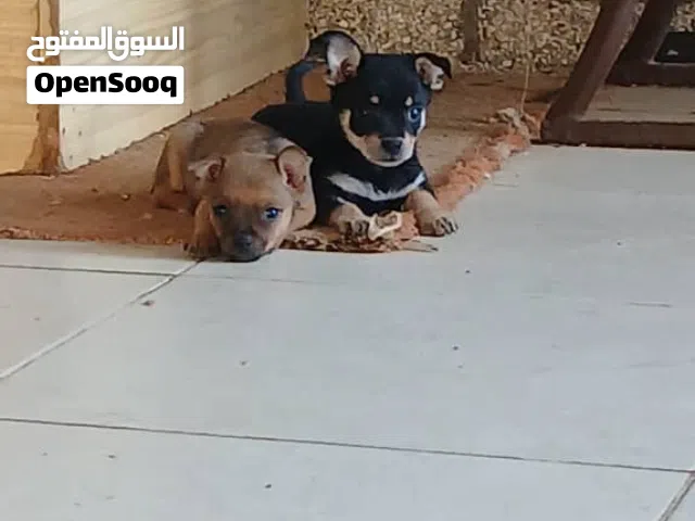 كلاب شيواوا للبيع العمر شهرين السعر الواحد 450 كلاب ماشاء الله عليهم