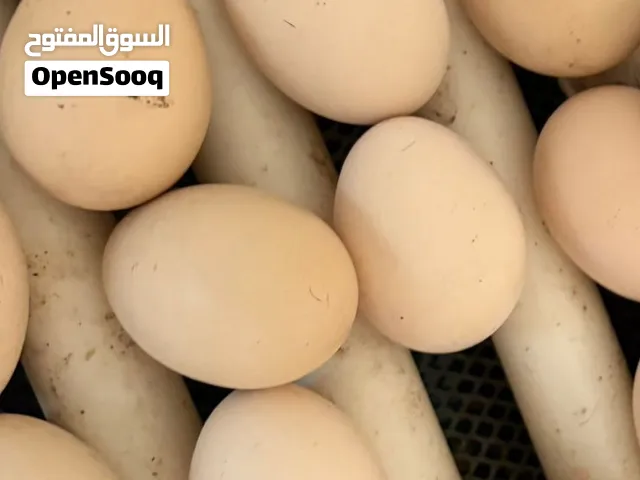 1 peice 20 aseel chicken eggs for sale last price one peice 20