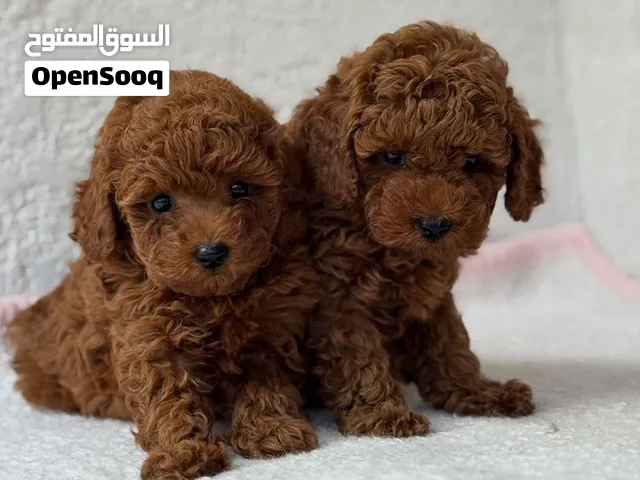 اندر جراء توي بودل كوري على مستوى الاردن بجميع الأوراق والاثباتات وجواز السفر