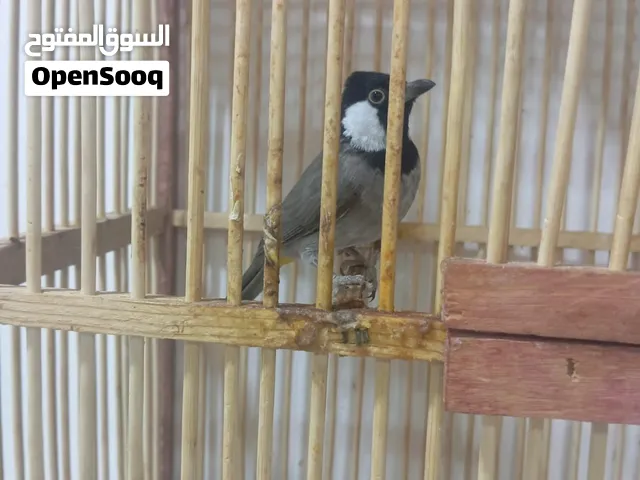 السلام عليكم ورحمة الله وبركاته بلابل للبيع نثيه وفحل ربه خوان انه مكلف بلنشر الله يرحم والديك الرقم