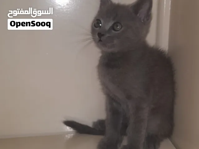 قطط بيريتش بلو ولاد وبنات بسعر رمزي