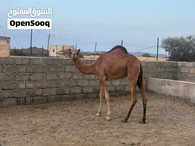 بكرة شتوية