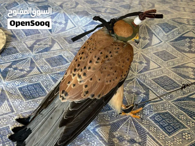 للبيع إلي له خاطر يتواصل
